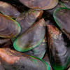 Green mussel extract - Artovitel Composition